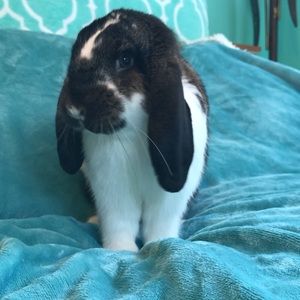 Meet your Posher, Emma